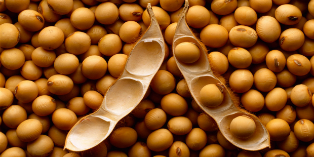 Produção de soja apresenta queda desde maio de 2013, aponta Cepea